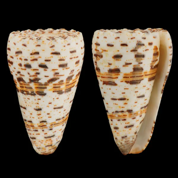 Conus Imperialis Fuscatus