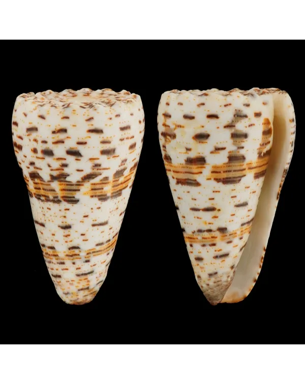 Conus Imperialis Fuscatus
