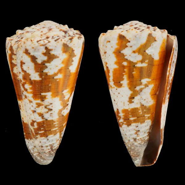 Conus Imperialis Fuscatus