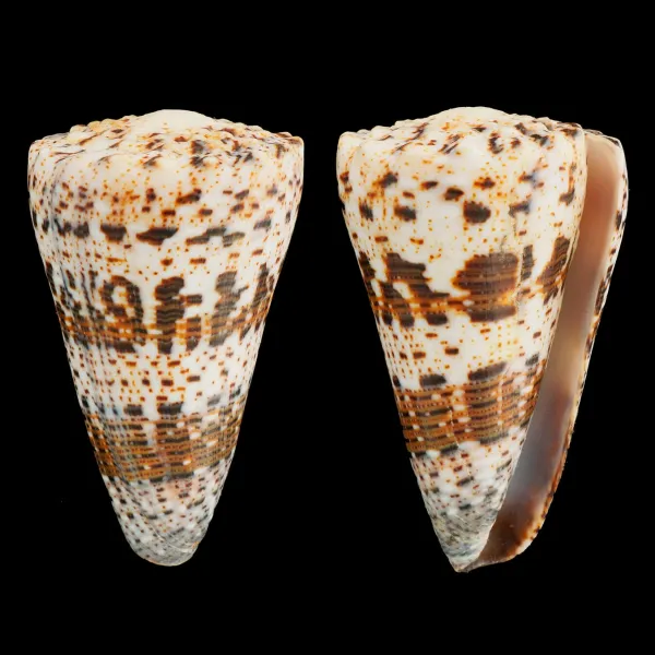 Conus Imperialis Fuscatus