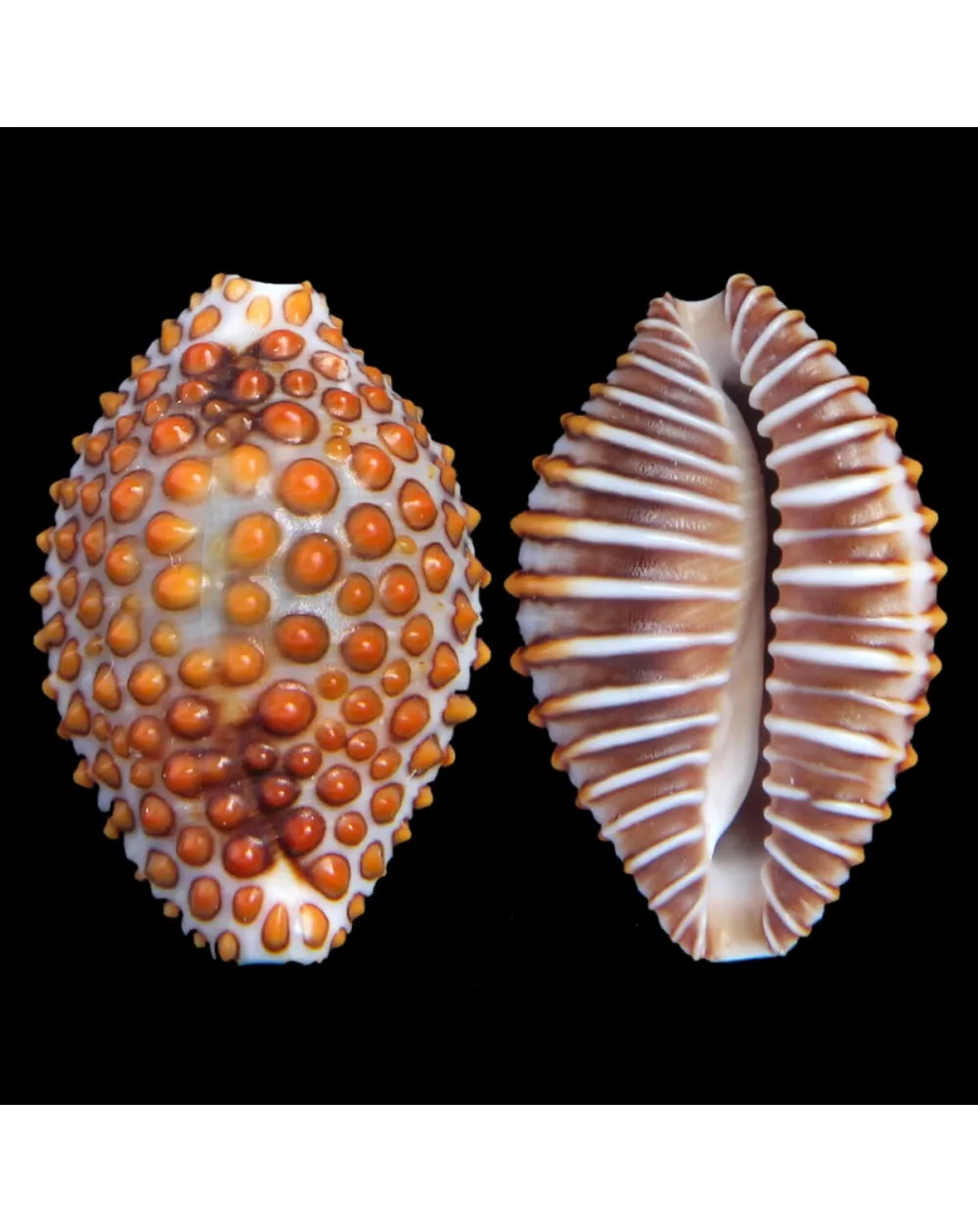 Jenneria Pustulata