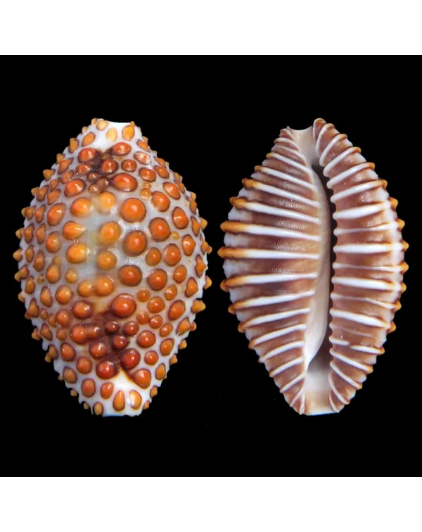 Jenneria Pustulata