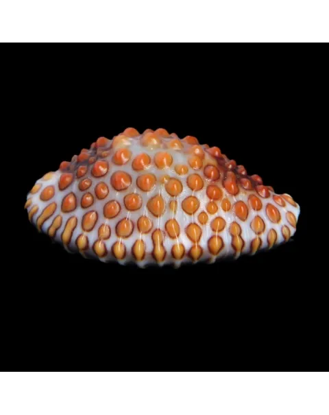 Jenneria Pustulata