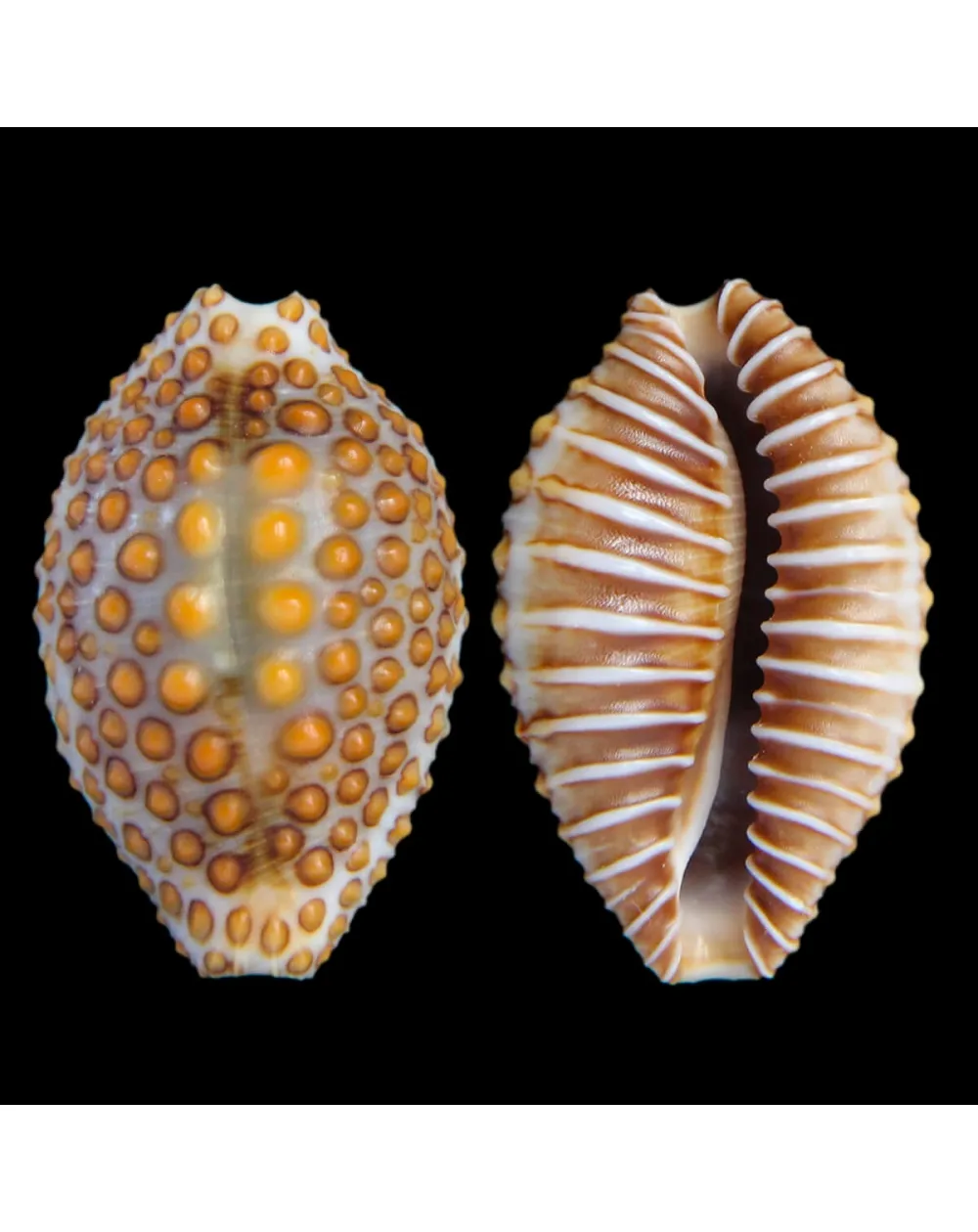 Jenneria Pustulata