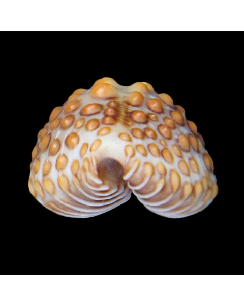 Jenneria Pustulata