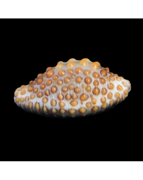 Jenneria Pustulata
