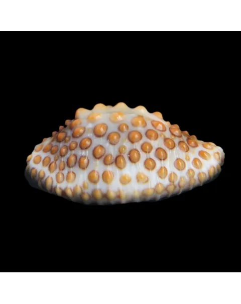 Jenneria Pustulata