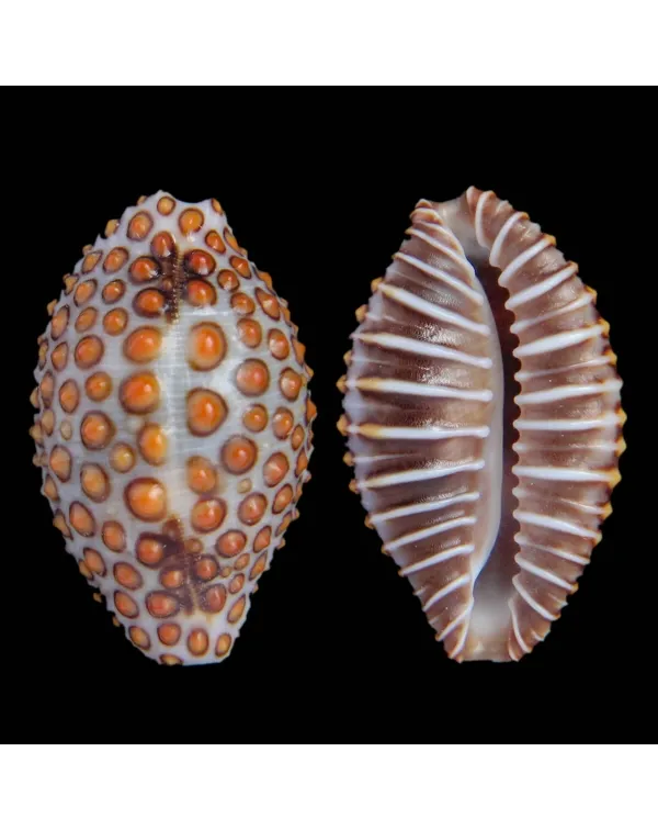 Jenneria Pustulata
