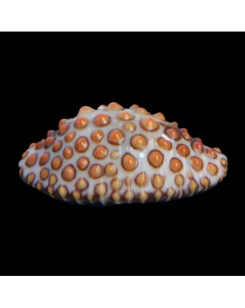 Jenneria Pustulata