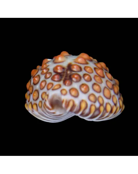 Jenneria Pustulata