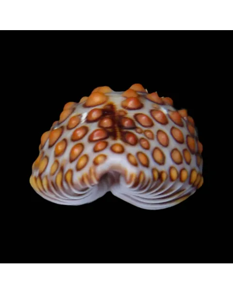 Jenneria Pustulata