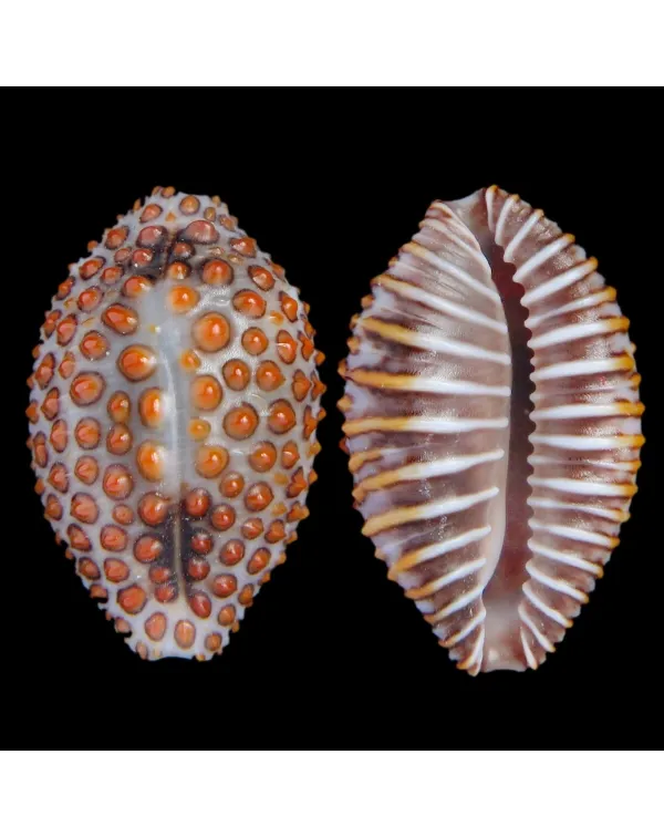 Jenneria Pustulata