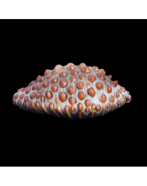 Jenneria Pustulata