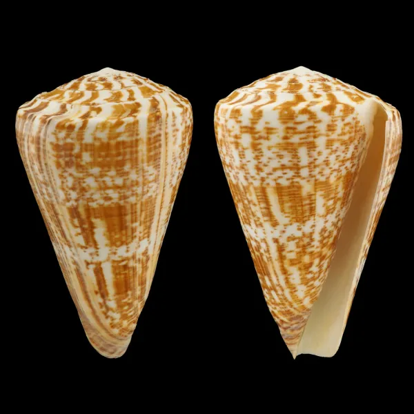 Kalloconus Pulcher Prometheus