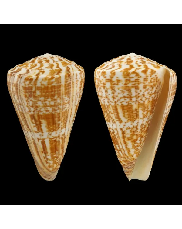 Kalloconus Pulcher Prometheus