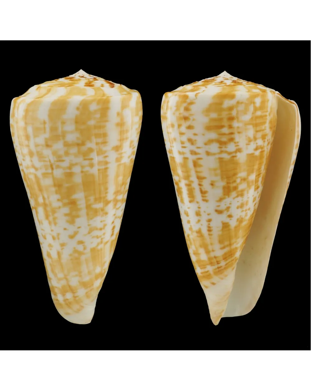 Conus Pulcher