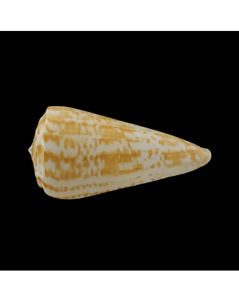 Conus Pulcher