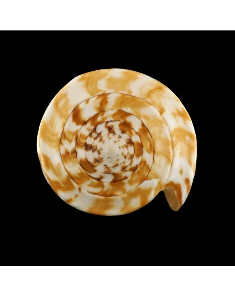 Conus Pulcher