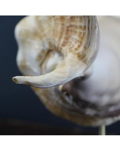 Lambis Truncata su piedistallo