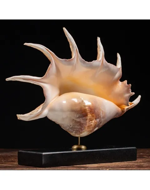 Lambis Truncata su piedistallo