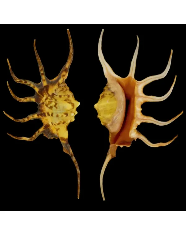 Lambis Crocata