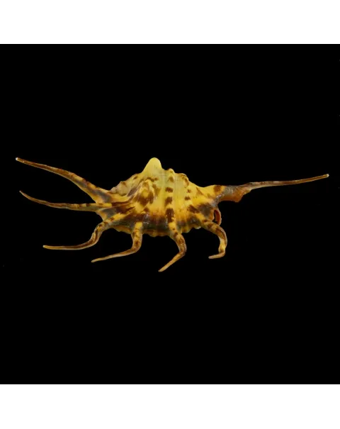 Lambis Crocata