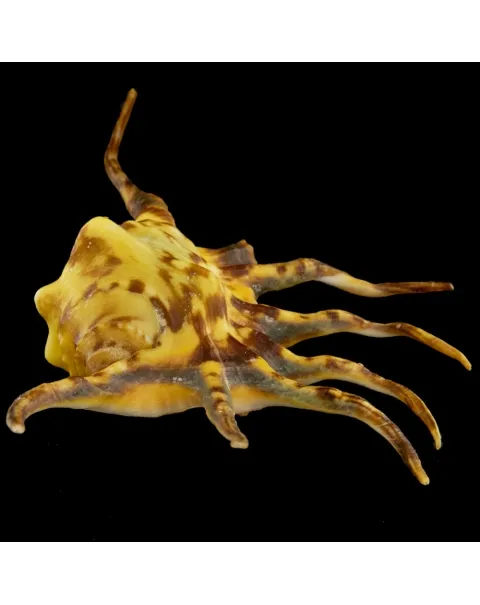 Lambis Crocata