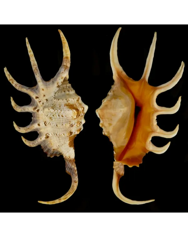 Lambis Crocata