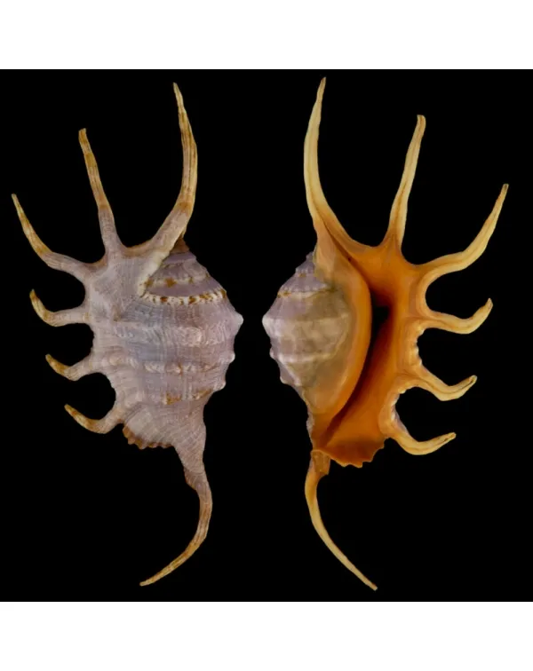 Lambis Crocata