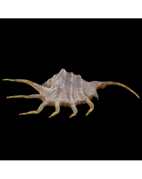 Lambis Crocata
