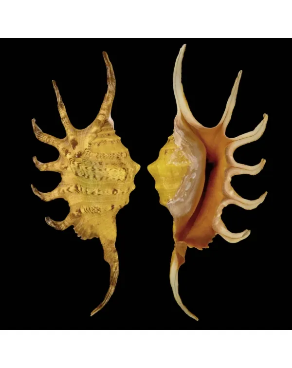 Lambis Crocata
