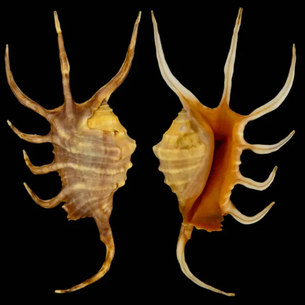 Lambis Crocata