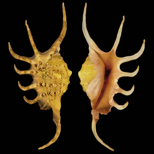 Lambis Crocata