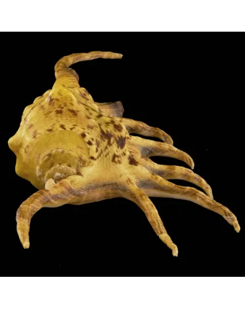 Lambis Crocata