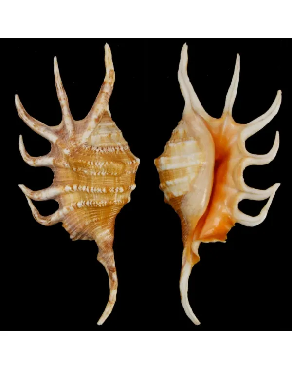 Lambis Crocata