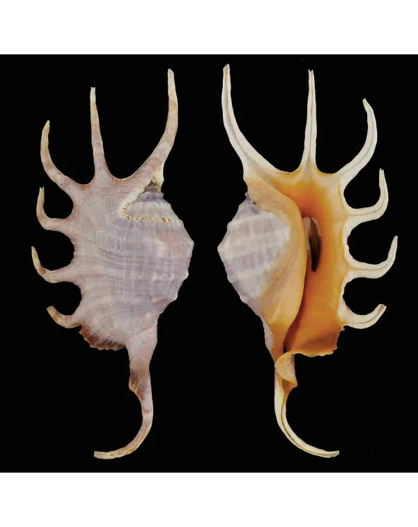 Lambis Crocata