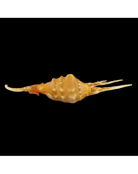 Lambis Crocata