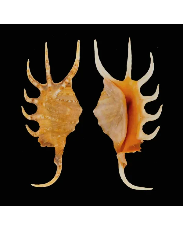 Lambis Crocata