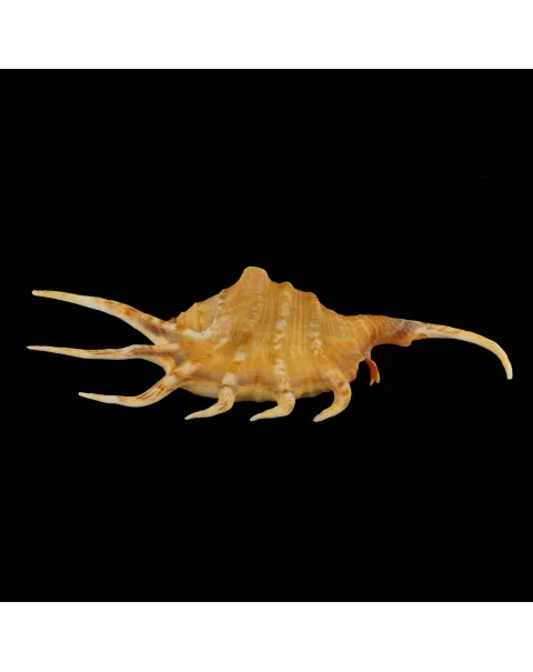 Lambis Crocata
