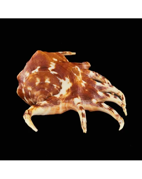 Lambis Crocata