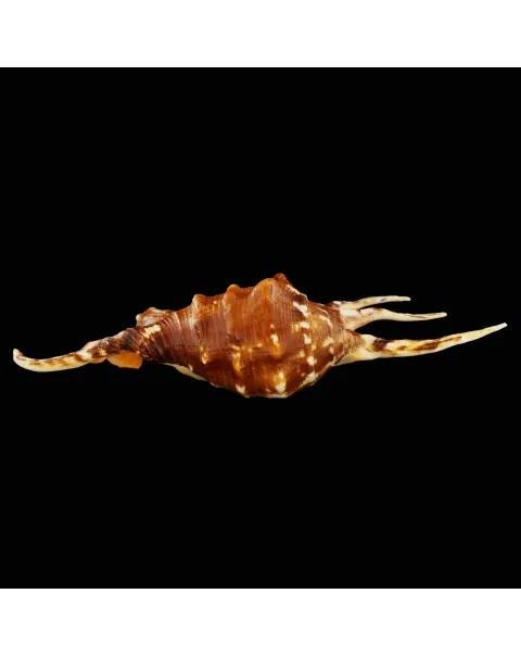 Lambis Crocata