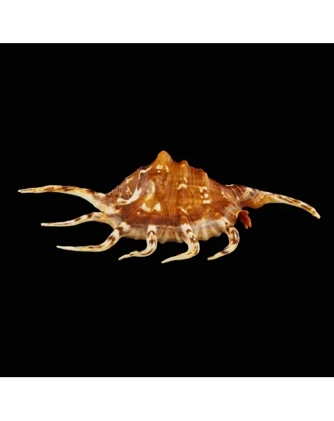 Lambis Crocata