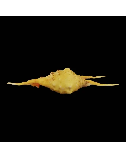 Lambis Crocata