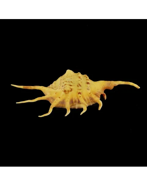 Lambis Crocata