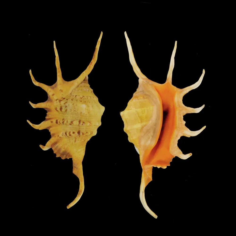 Lambis Crocata