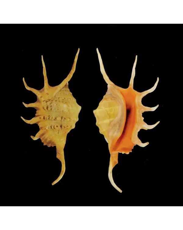 Lambis Crocata