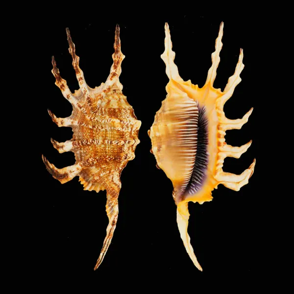 Lambis Scorpius Indomaris