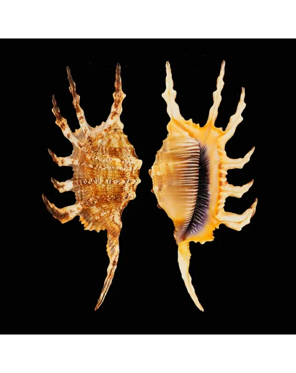 Lambis Scorpius Indomaris