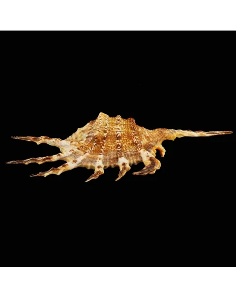 Lambis Scorpius Indomaris