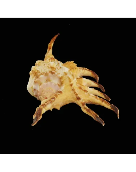 Lambis Scorpius Indomaris